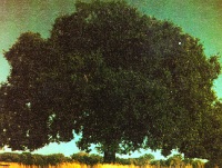The stately elm