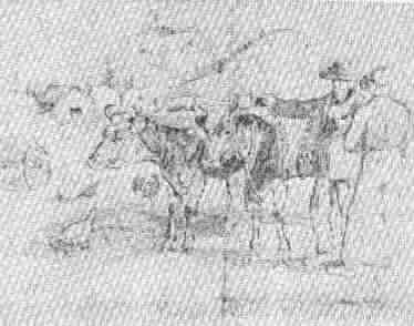 sketch of buying oxen