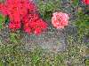 Click for Obituary and Marker